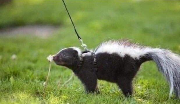 FailSign's tweet image. My favorite 2020 purchase has to be my social distancing service animal.