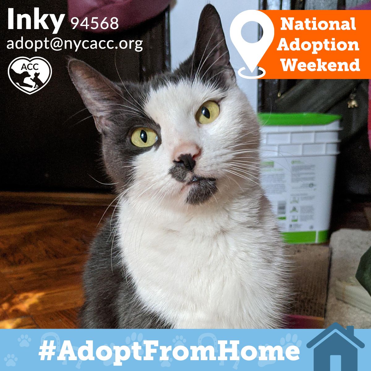 NYCACC's tweet photo. "INKWARDIUM LEVIOSA! Meeting Inky must feel similar to how Harry Potter felt when he flew on a broomstick for the first time - fun, exciting, even life-changing!"
https://t.co/IJPBbaP6d1
adopt@nycacc.org
ACC is proud to take part in @ASPCA's #AdoptFromHome Weekend!
#nycacc https://t.co/xASNv7nVlo