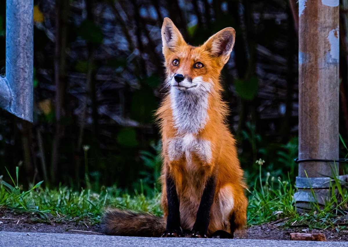What does the fox say? An unexpected visitor in Burlington. #fujifilm_xseries #wildlife #urban #fox