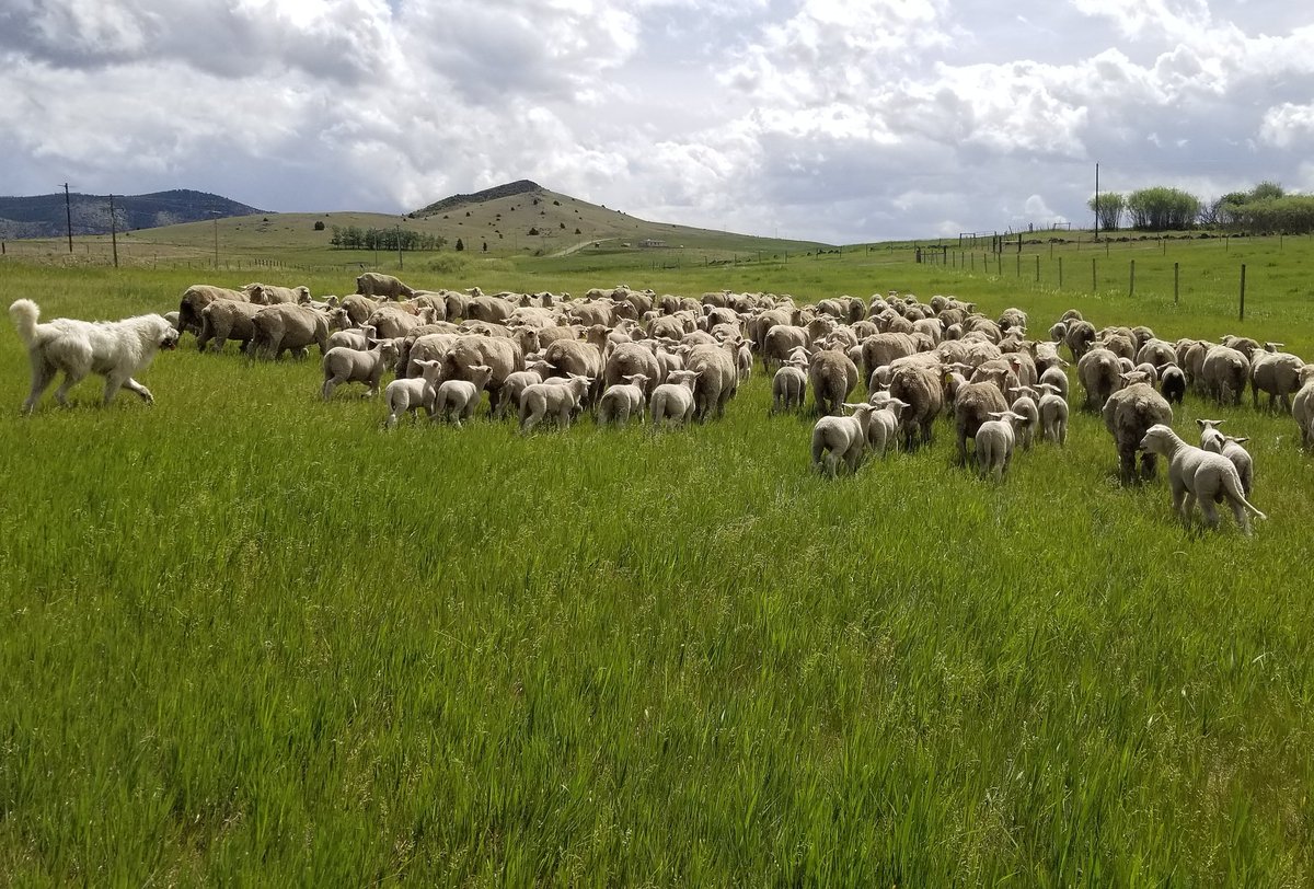 CatalystCattle's tweet photo. Moving sheep on a Sunday

#sheep #sundayfunday #catalystcattle #Montana #thisranchlife #murraygrey #murraygreyinternational #lambs #sheepdogs #guardiandogs https://t.co/qkah5y1lRL