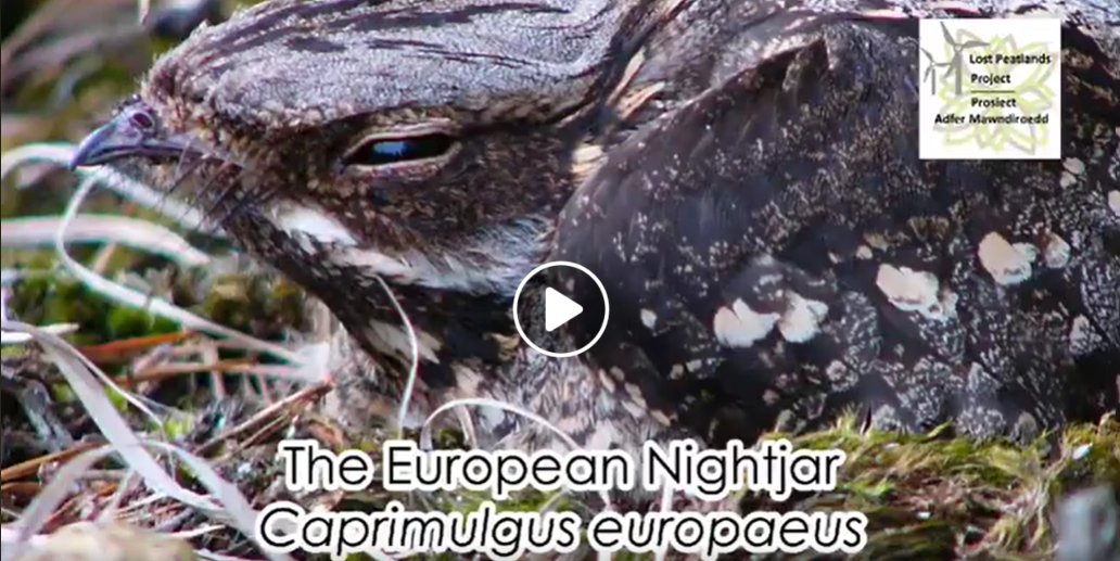 Celebrate the last day of #WalesNatureWeek2020 with us and learn about one of our intriguing birds - the nightjar! Watch this video from Lost Peatlands Project - Prosiect Adfer Mawndiroedd 

facebook.com/NPTWildlife/vi…

#WNW2020 <a href="/WBP_wildlife/">Wales Biodiversity</a> <a href="/LNPCymru/">LNP Cymru</a>