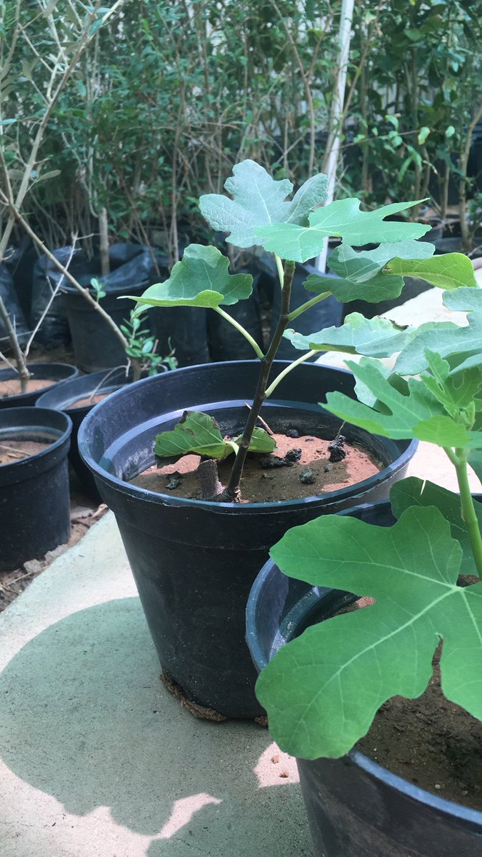 kananfarm's tweet photo. https://t.co/H04QPeumsR