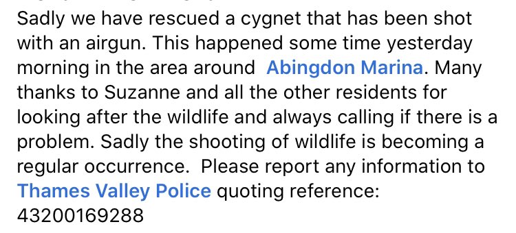 Another swan shooting. 😡😡😡 This from <a href="/swan_support/">SwanSupport</a> Facebook page just now. Who are all these people with air guns taking potshots at swans this year? Adults? Teens? I cannot begin to understand why humans do this. 😔