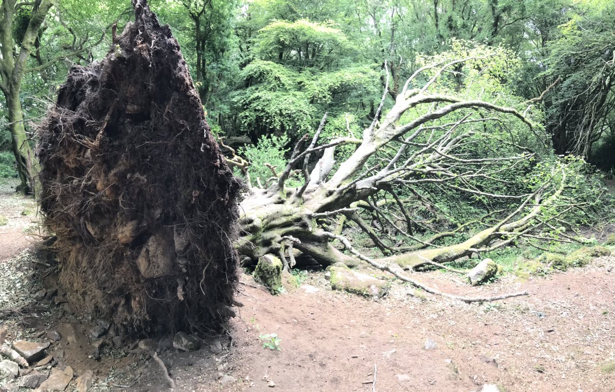 PAUL CONWAY tweet media