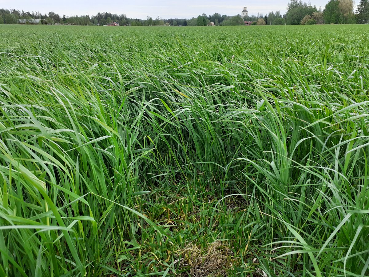 EllaAnu's tweet photo. Third yield years grass still has a few days for the first cut. 4400 kg DM/ha so far, only 42 cm. Growing more slowly now, 180 kg DM/day the last 4 days, +300 kg/day before that. #silage2020+concussion #OhNo #OhYes #powerofgrass #heavyclay #firstcut #gettingdry #rainplease https://t.co/xu8PZZ4lIH