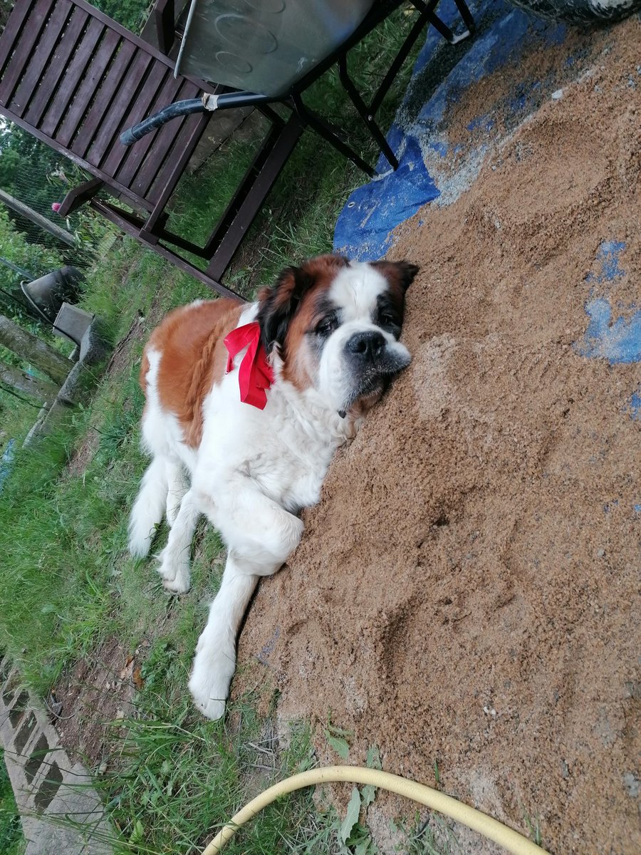 tpemarshall's tweet photo. Anyone else got a helpful #diydog? https://t.co/WIBFxieqob