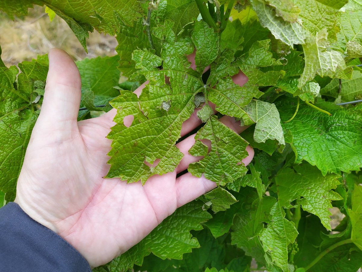 Yesterday’s ferocious hailstorm was a first for us since planting. Lots of damage to exposed foliage &amp; fairly widespread loss of growing shoot tips in the Bacchus (which is very 'brittle' at this time of year). However, flowers look to have escaped damage. #vineyard #englishwine