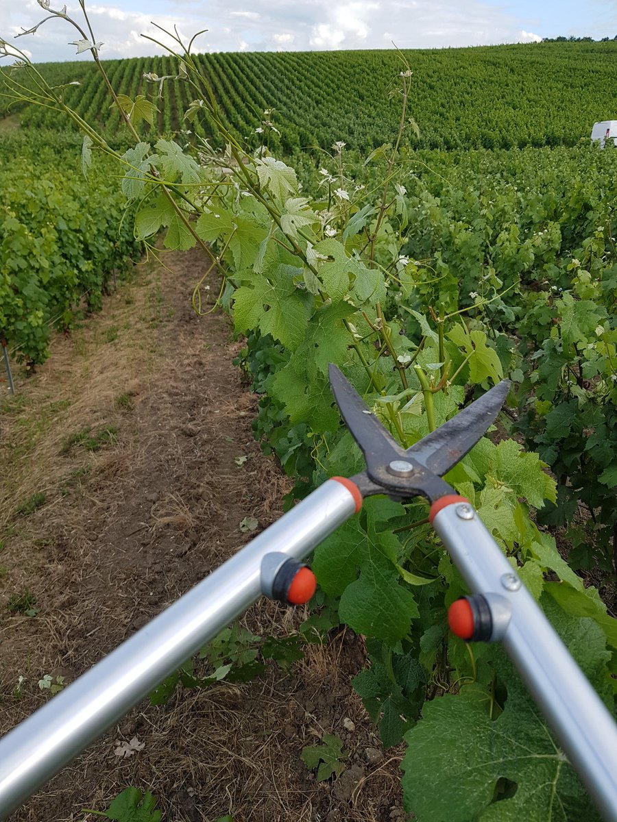 benoit51390's tweet photo. Place au travail manuel pour les rangs non faisable au tracteur!👐
#LaMemeParcelle
#champagne
#LesFormonts
#Meunier
#CollardAmanchette😬 (les vrais savent 🙃) https://t.co/mtjRZ0qKkk