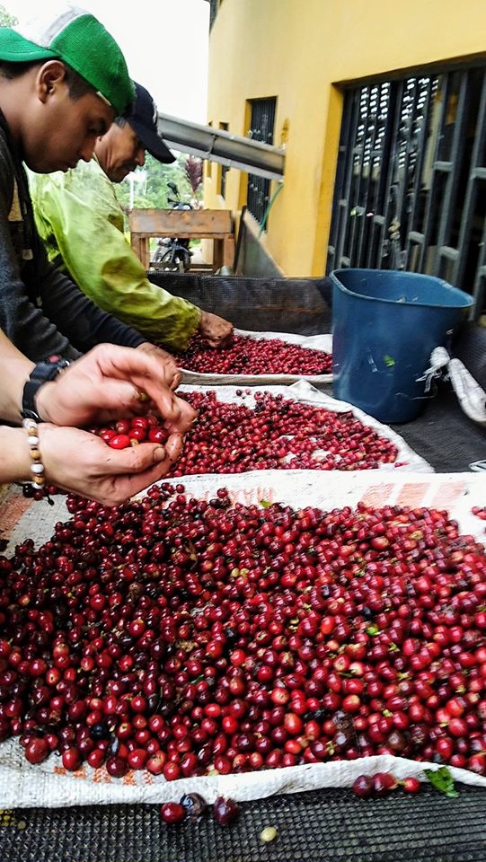 CafeCosechaReal's tweet photo. #DiaDelCampesino 👨🏻‍🌾👩🏻‍🌾 En este día honramos a nuestras familias recolectoras cundinamarquesas, que han venido trabajando con nosotros, y gracias a ellos tenemos un café Sostenible, Justo y Placentero. ☕️🍂 https://t.co/iWPnOCECpP