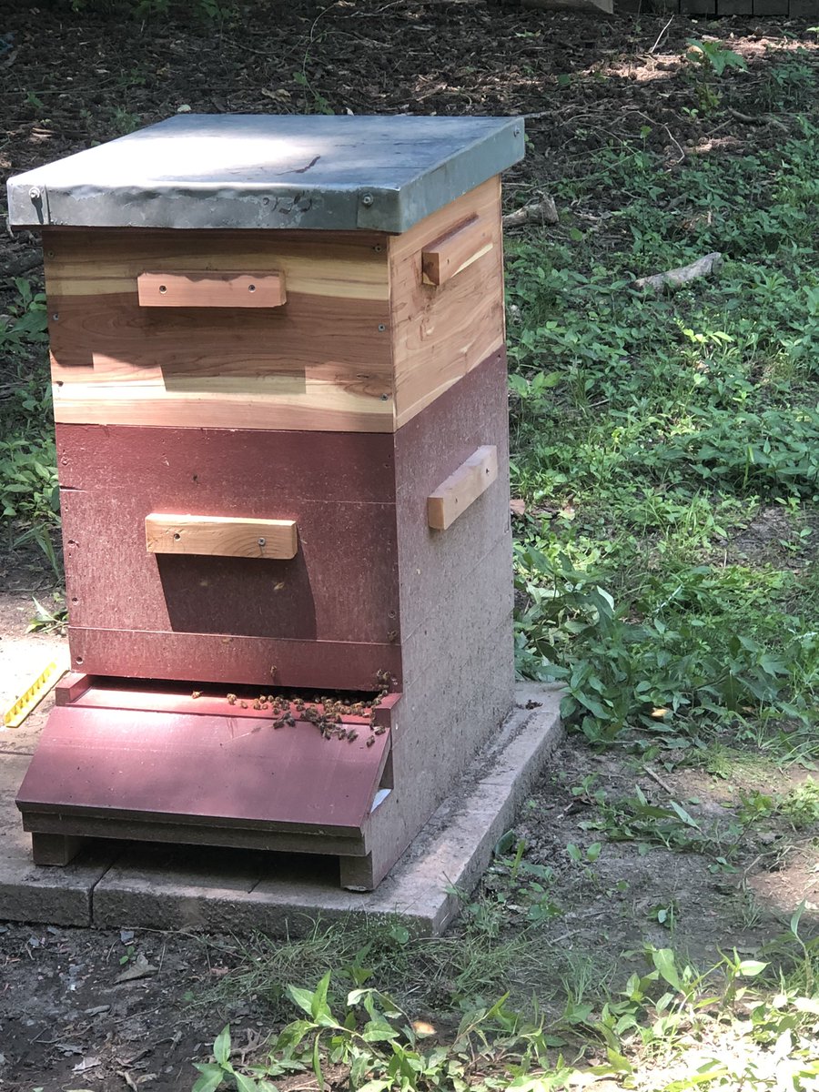PosingPosies's tweet photo. It took a lot of patience, but we finally found the queen! Got the second box on and the queen excluder put on. Feeling #accomplished! 🐝 

#bees #backyardbees #urbanbeekeeper #beekeeper #BeekeepersHour #beek #Arkansas https://t.co/YWGMoZoXZN