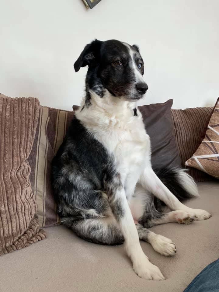 Bella just after waking up from her afternoon nap 💤