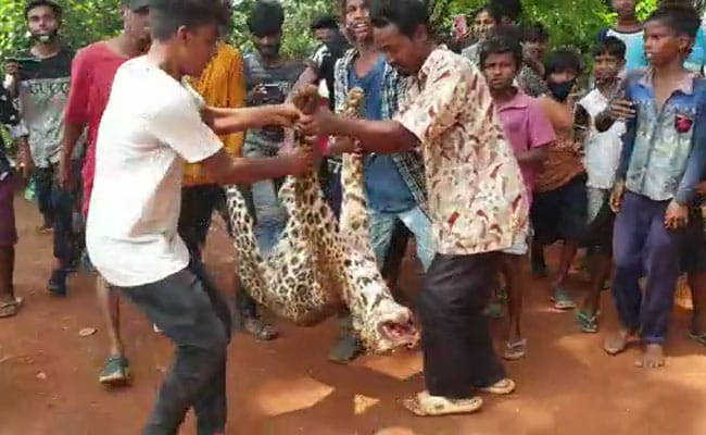 ndtv's tweet photo. Leopard beaten to death In Assam, paraded as trophy on camera https://t.co/Xytzs3mJGK https://t.co/pfJLg9ur5q