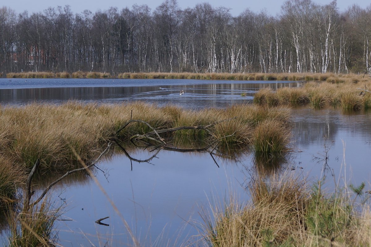 STAF27183191's tweet photo. Op 2 juni bracht Natuurmonumenten naar buiten veel bestrijdingsmiddel (met link naar landbouw) te hebben aangetroffen in Drentse natuur. STAF toetste het rapport van NM. Conclusie: Uitlaatgassen belangrijkste bron ‘pesticiden’ in Drentse natuurgebieden.
https://t.co/bMUBzWSv7L https://t.co/xOmJiWrvah