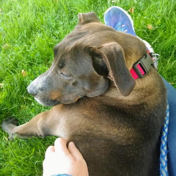 lostdogrescue's tweet photo. This is Cuddles. As you can see, she wears her name very well. 😌 Her foster mom says that she's "mellow and reserved, but warms up quickly to people." Learn more about this good girl at https://t.co/LF2moHekF9 and #AdoptFromHome! 💙 https://t.co/dwN4Xpkumr
