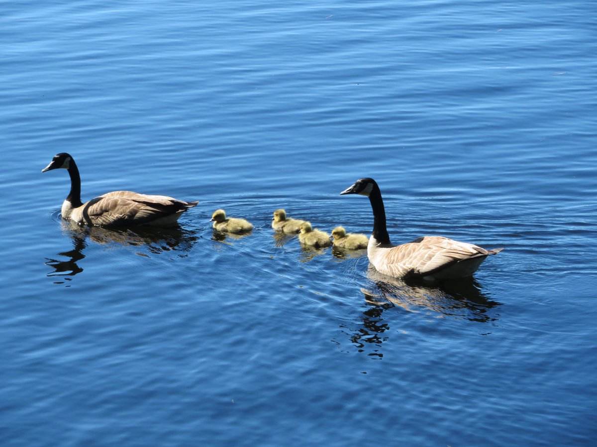 AtkinsonNancy's tweet photo. #Family #CanadaGeese #Getputside #AlgonquinPark https://t.co/OGhPTVT8op