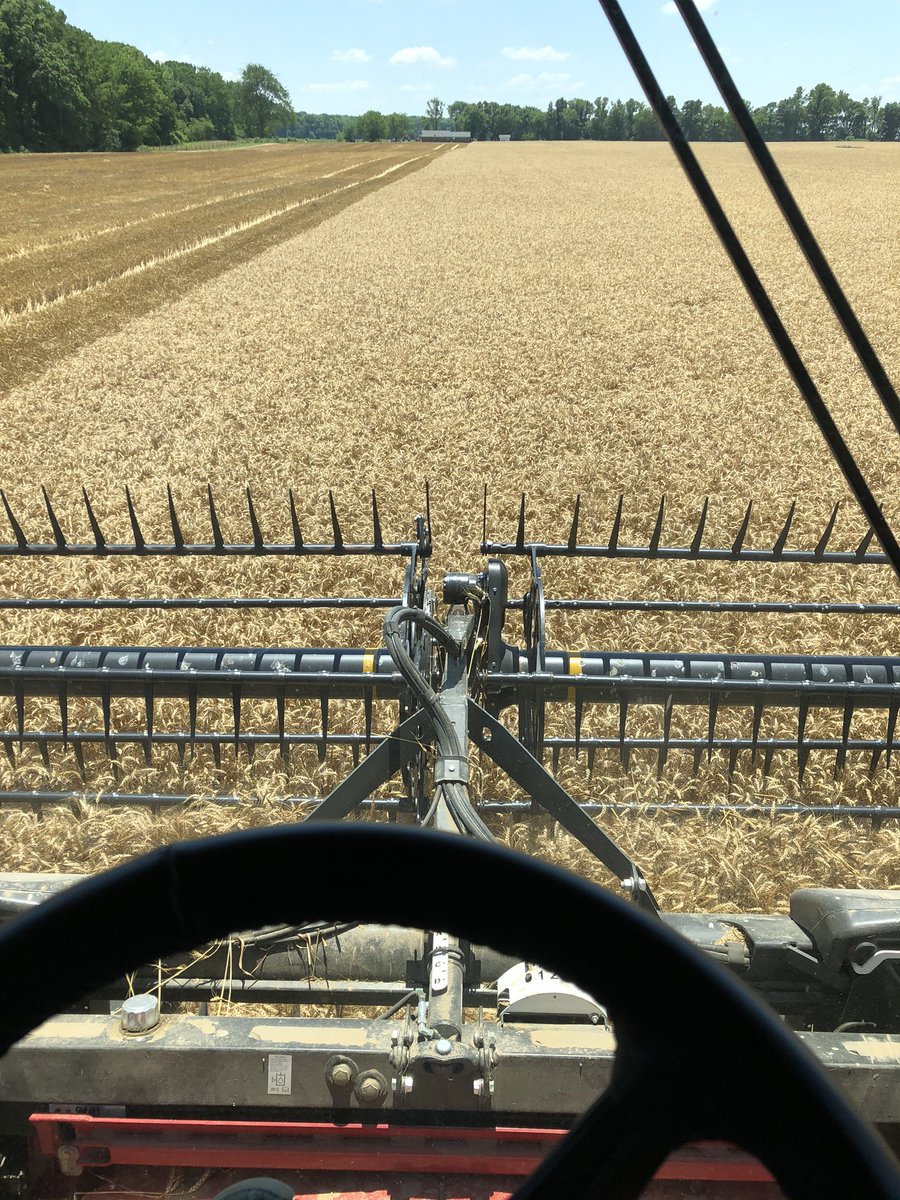 Every summer I say I’m never planting wheat again, every fall I’m like I think I’ll plant a little dab of wheat.