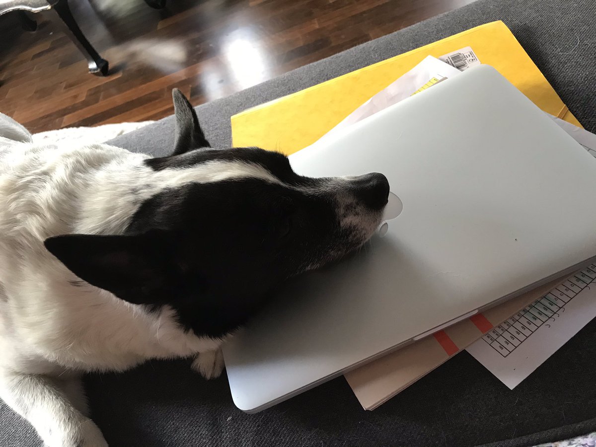 DanielaLund's tweet image. Er findet ich sollte Feierabend machen #dogatwork