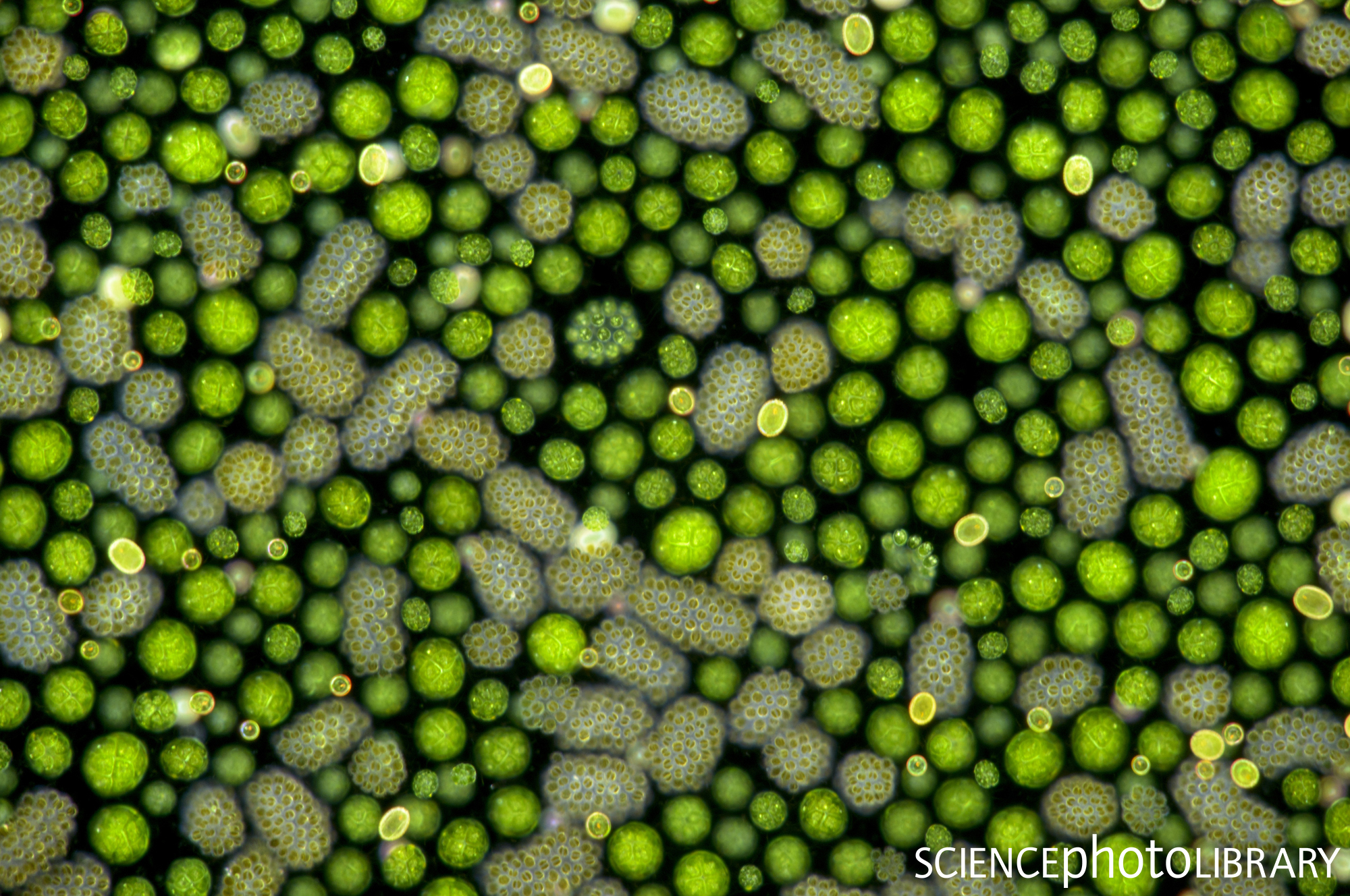 Freshwater Phytoplankton