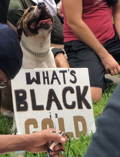 thread of very good dogs protesting for justice