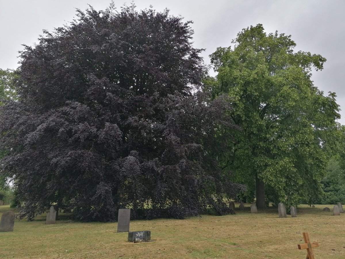 A little walk around #chaddesden cemetery in #DERBY and came across this fantastic old Beech tree. Hardly any past pruning work on it & given the space to fully grow to its natural shape #trees #treesoftwitter  #beechtree #arboriculture  #fagussylvatica #hortlife🌿 #veterantrees