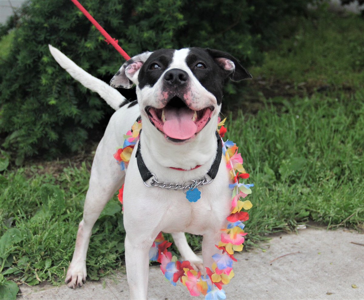 AHSNewark's tweet photo. Our silly, playful and energetic friend Nala!
Nala loves to play and snuggle and run.
She loves to play with everyone!
Nala can’t wait to find her loving home,
and play in a backyard where she can roam!
Call to book an appointment 973-824-7080❤️
#adopt #adoptfromhome #dog https://t.co/AwjUjVALE1