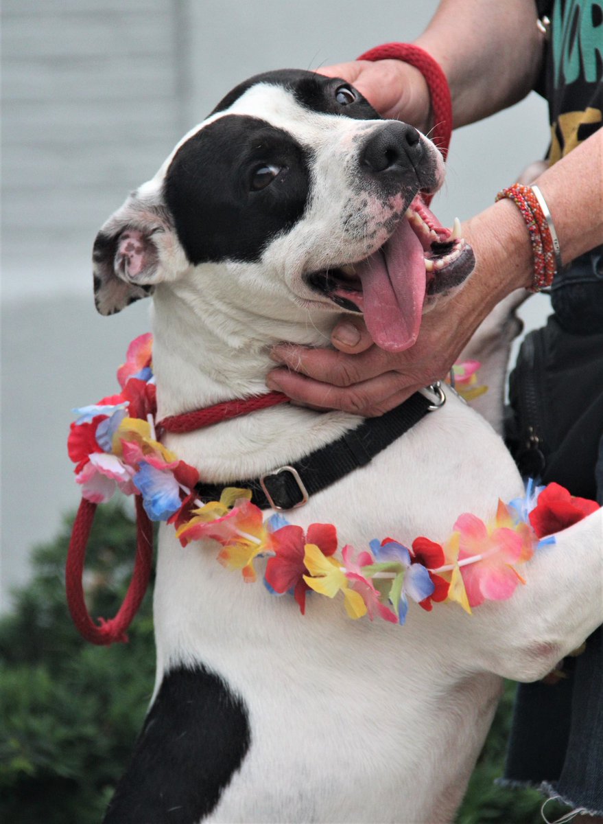 AHSNewark's tweet photo. Our silly, playful and energetic friend Nala!
Nala loves to play and snuggle and run.
She loves to play with everyone!
Nala can’t wait to find her loving home,
and play in a backyard where she can roam!
Call to book an appointment 973-824-7080❤️
#adopt #adoptfromhome #dog https://t.co/AwjUjVALE1