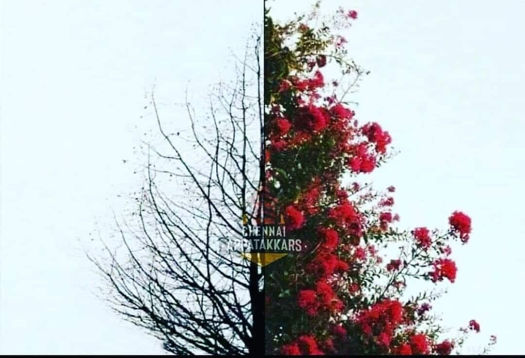 coach_sujit's tweet photo. Same tree in different seasons.. REMEMBER...
 "everything is temporary"
#dontbezanjir🐾 https://t.co/RqiMdnFwBL
