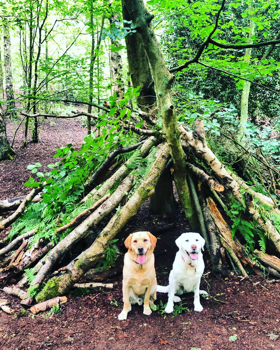 We loved our rainy free run today, exploring Mousehold and coming across these super dens some humans had made! ☔️🐾 #guidedogsfortheblind #guidedog #retiredguidedog #freerun #mouseholdheath #sundaywalks #labrador #labradorretriever <a href="/GDogsRedbridge/">GuideDogsRedbridge</a>