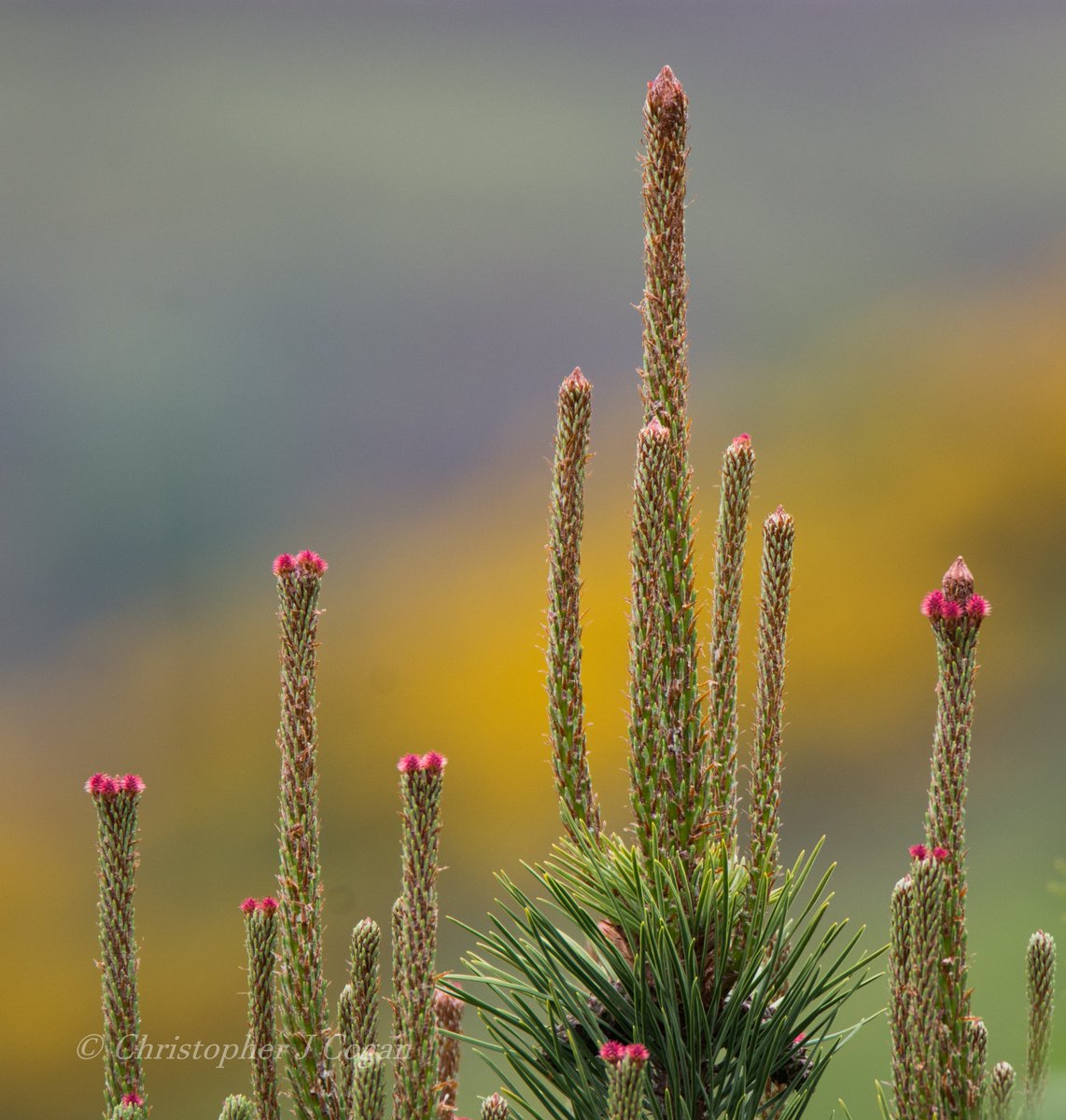 cogie_s's tweet photo. Flowers in Highlands Garden. Lodgepole Pine in it's glory.
@LairgandRogart https://t.co/d0bYGJDB4u