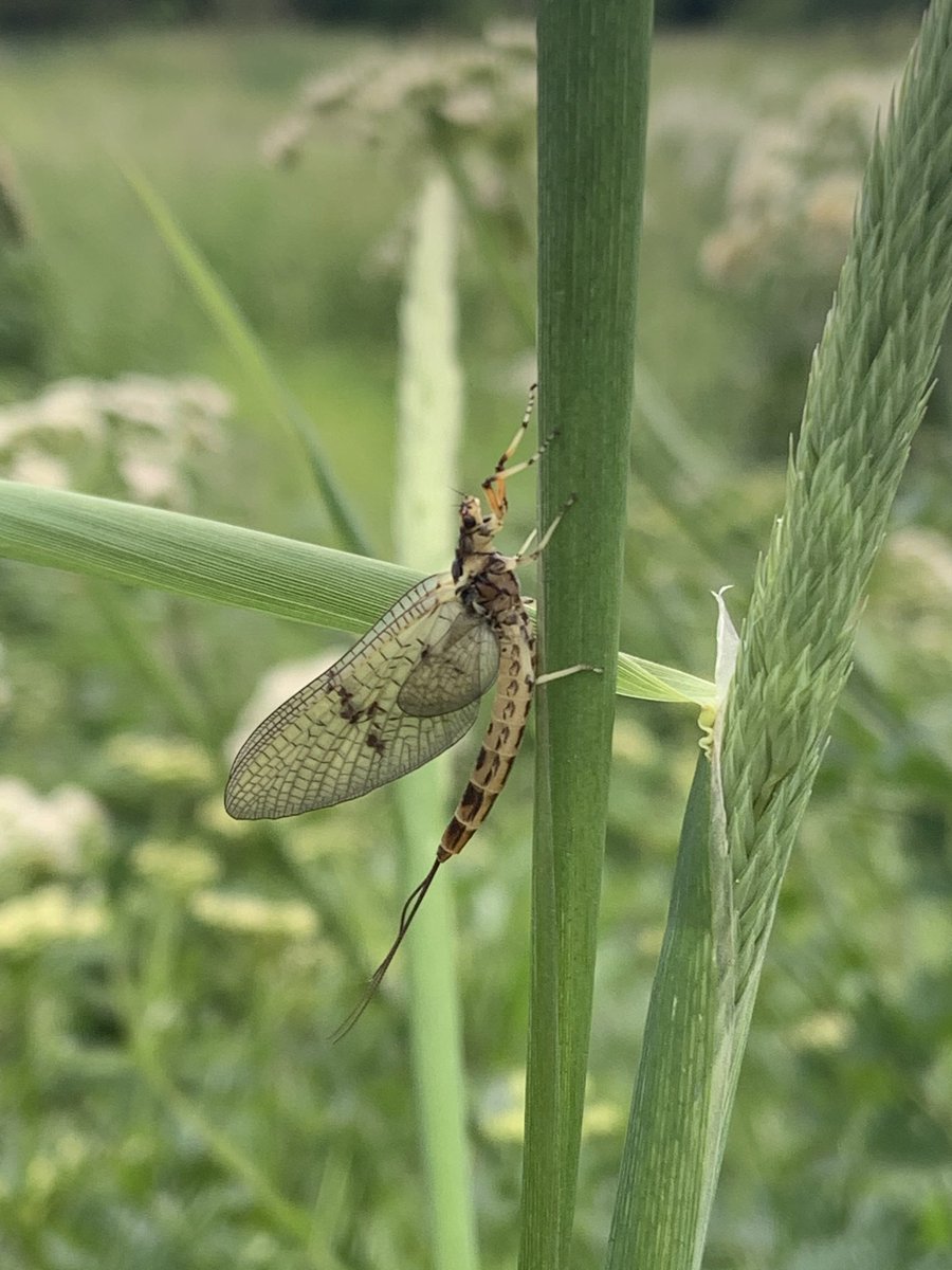 Lee Hooper and I filmed this majestic beast - and many of its colleagues for the new FishingforSchools.co.uk website on the upper Wylye this afternoon. The whole thing was magical.