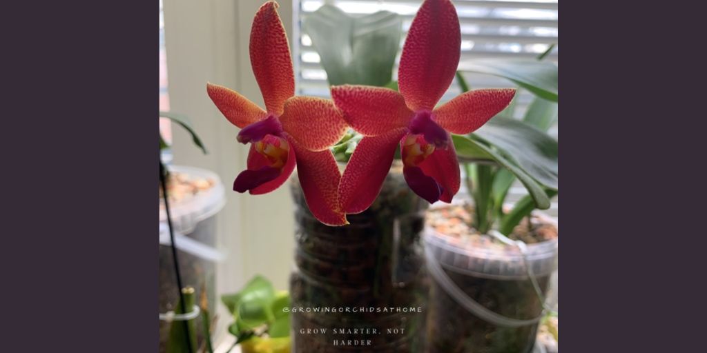#phalaenopsis Encarnada de Caso x George Vasquez) x bellina, reprise - very strong rose influenced scent! #orchidcommunitychatter #growingorchidsathome #GOAH #semihydro #inertmedia #orchids #homegrownorchids #homegrowing #orchidsoftwitter