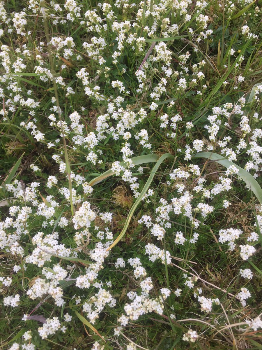 dodgsonwood's tweet image. Small but beautiful moorland flowers next to one of the very dry streams on the intake #wildflowers #conservationgrazing #smallbutbeautiful