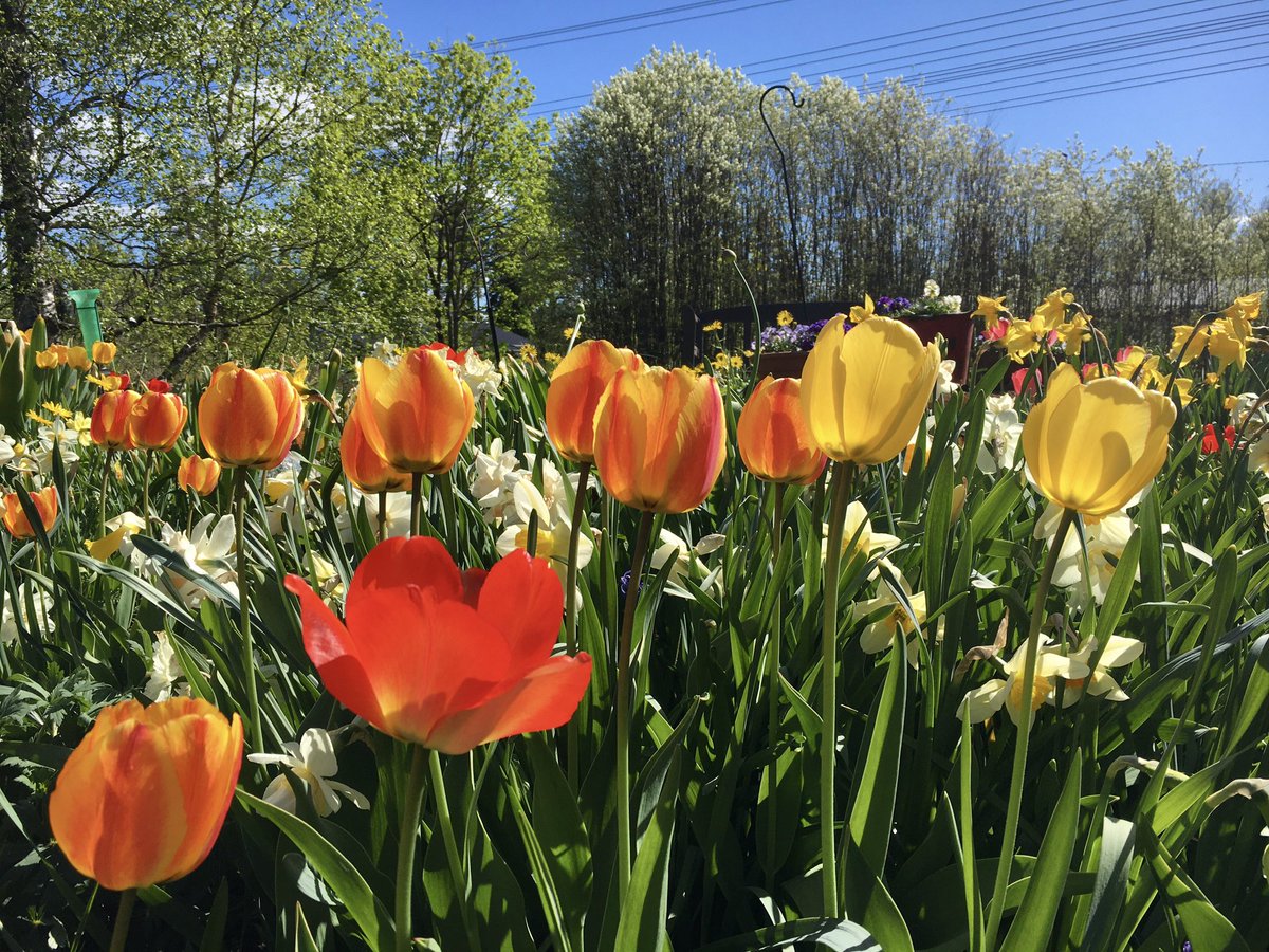 RPuisto's tweet photo. Samoilla silmillä menty vikat kaksi viikkoa koska tulppaaninrakastaja ei malta mennä nukkumaan kun kevään sipulikukat kukkii! #blushingladytulip #exoticemperortulip #pinkimpressiontulip #miettilä #reinonpelto #tulips #enmaltanukkua https://t.co/Cjk2Om1D06