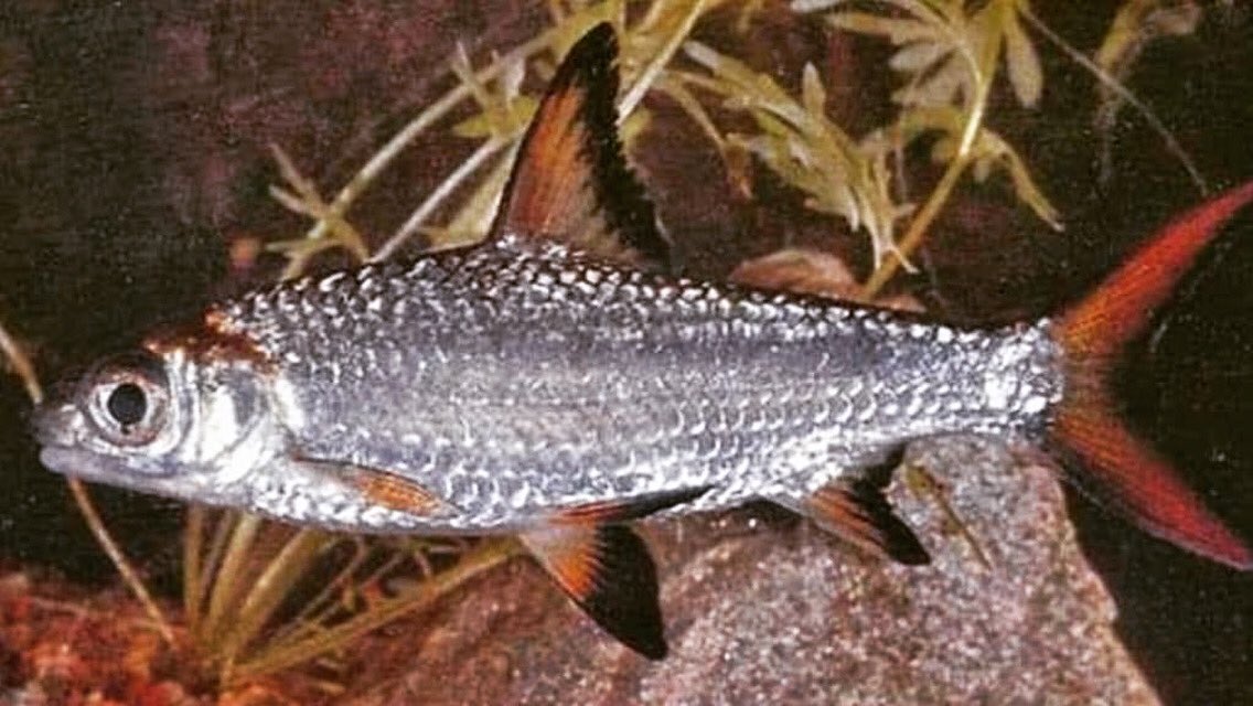 PetFishPlace's tweet photo. Sunday's eye-candy: A lost beauty. This is a Burnt-Tailed Bala Shark.  

#shark #fish #tropicalfish #fishkeeping #fishtank #aquarium https://t.co/d3HQuELlDE