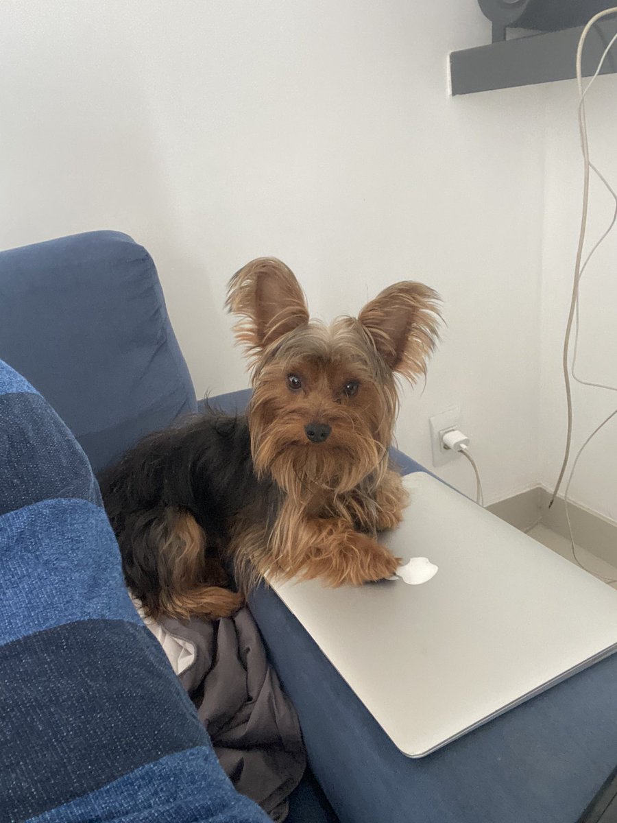 Boa tarde Humanos #dogs #caes #bh #minas