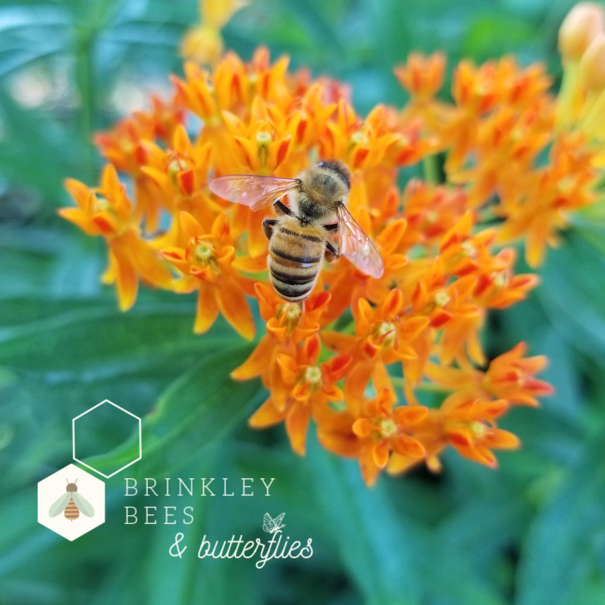 Brinkley Bees & Butterflies (@BrinkleyBees) / Posts / X