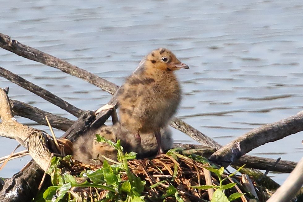 Bartosz Gott tweet media