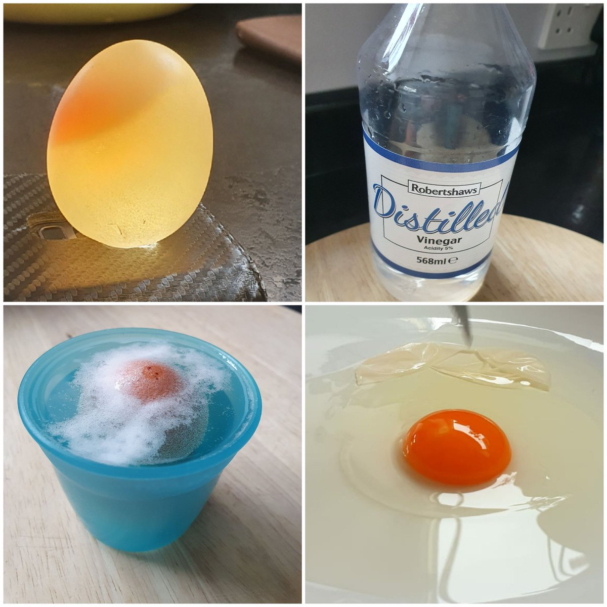 6pbwoodlands's tweet image. Super impressed with all your work 5EM! One of our class have been investigating eggs at home! See comments for his explanation.
@5ROWoodlands
#bouncyegg