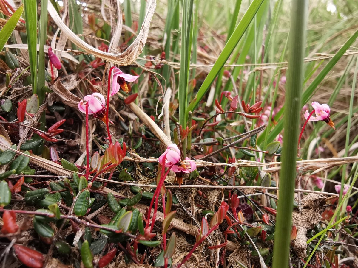 tomwardplz's tweet photo. Vaccinium oxycoccos / Cranberry - found growing in abundance on Whixall Moss raised bog in #shropshire. I had no idea it was such a diminutive little plant. Would these be reflexed petals? #raisedbog #wetlands #ukbotany #wildflowerhour #ericaceae #vaccinium https://t.co/W3Vm7VgmpC