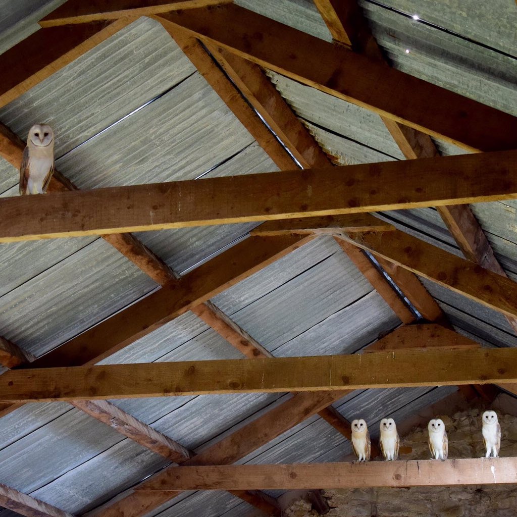 JakeMoscrop1's tweet photo. We’ve always encouraged wildlife at home on the farm. I took this photo of these gorgeous barn owls a couple of years ago. Today me and dad have been putting up another owl box to encourage more owls to nest on the farm 🦉 https://t.co/wr8bbZYZv3