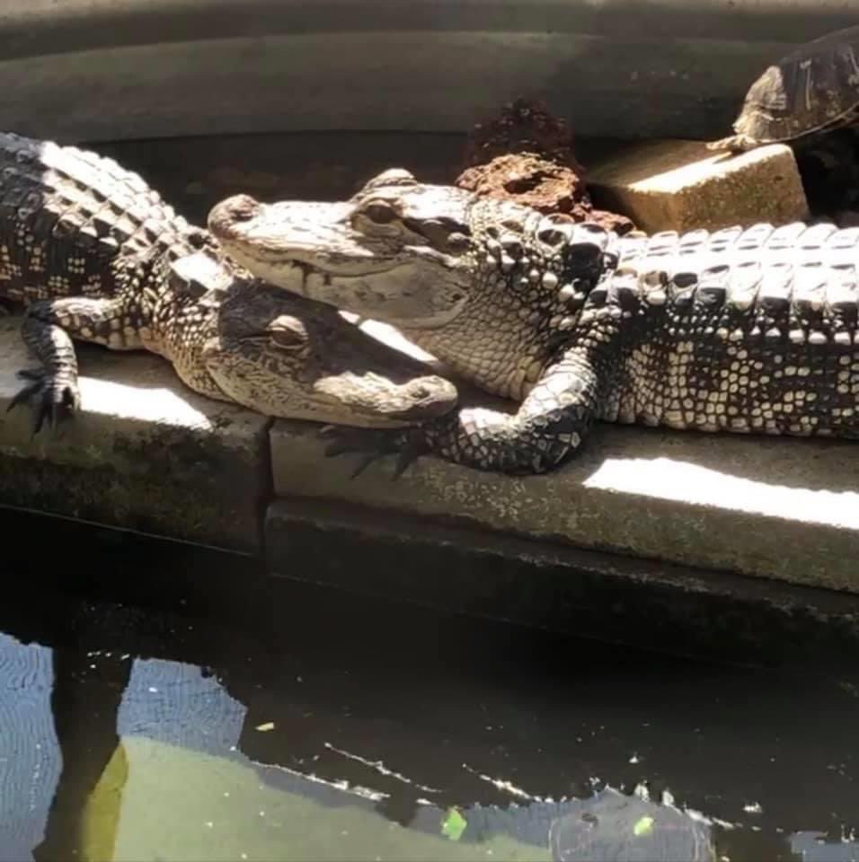 RileyCountyPD's tweet photo. Two 5-foot long Alligators were taken from Reptile World this weekend. The picture below is from one year ago, so the gators are larger now. 

Its illegal to have an Alligator this size in the city without a pet store license.

If you have any info contact RCPD or Crime Stoppers https://t.co/7ksvlP63bM