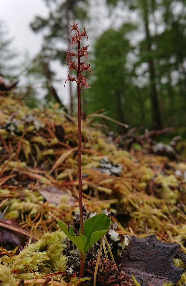 Here's something for #Wildflowerhour from my ramblings in the pinewoods today - Lesser twayblade (Neottia cordata) - a little beauty of an orchid!