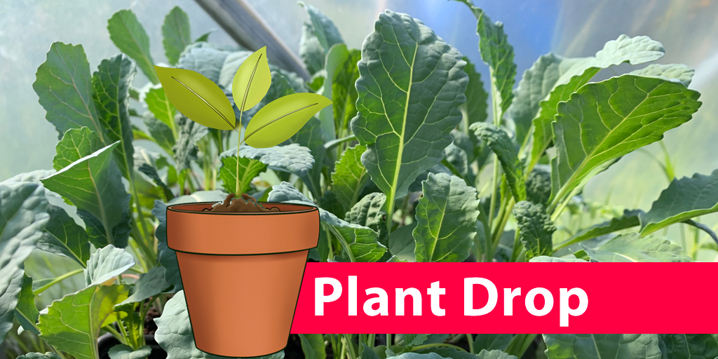 We aren’t able to get together right now, so with a little help from our friends we've turned our annual Big Plant Swap into a doorstep Plant Drop. We have 90+ varieties of edible plants on offer. Request yours... 🌱 - mailchi.mp/b04940df66ba/i…