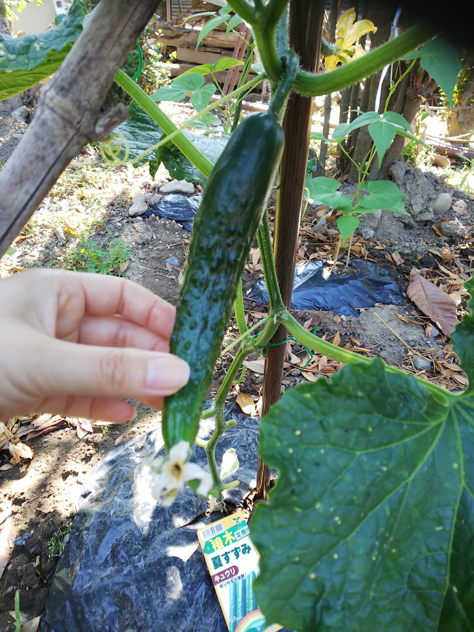 信州発 家庭菜園 Q S Natural Garden ミニキュウリ の特徴 一節にいくつも実ができます すぐ肥大するし沢山できるし 収穫が大変になりますよ キュウリ 夏野菜 接木苗 長野 T Co 1z8lusuhbt Twitter