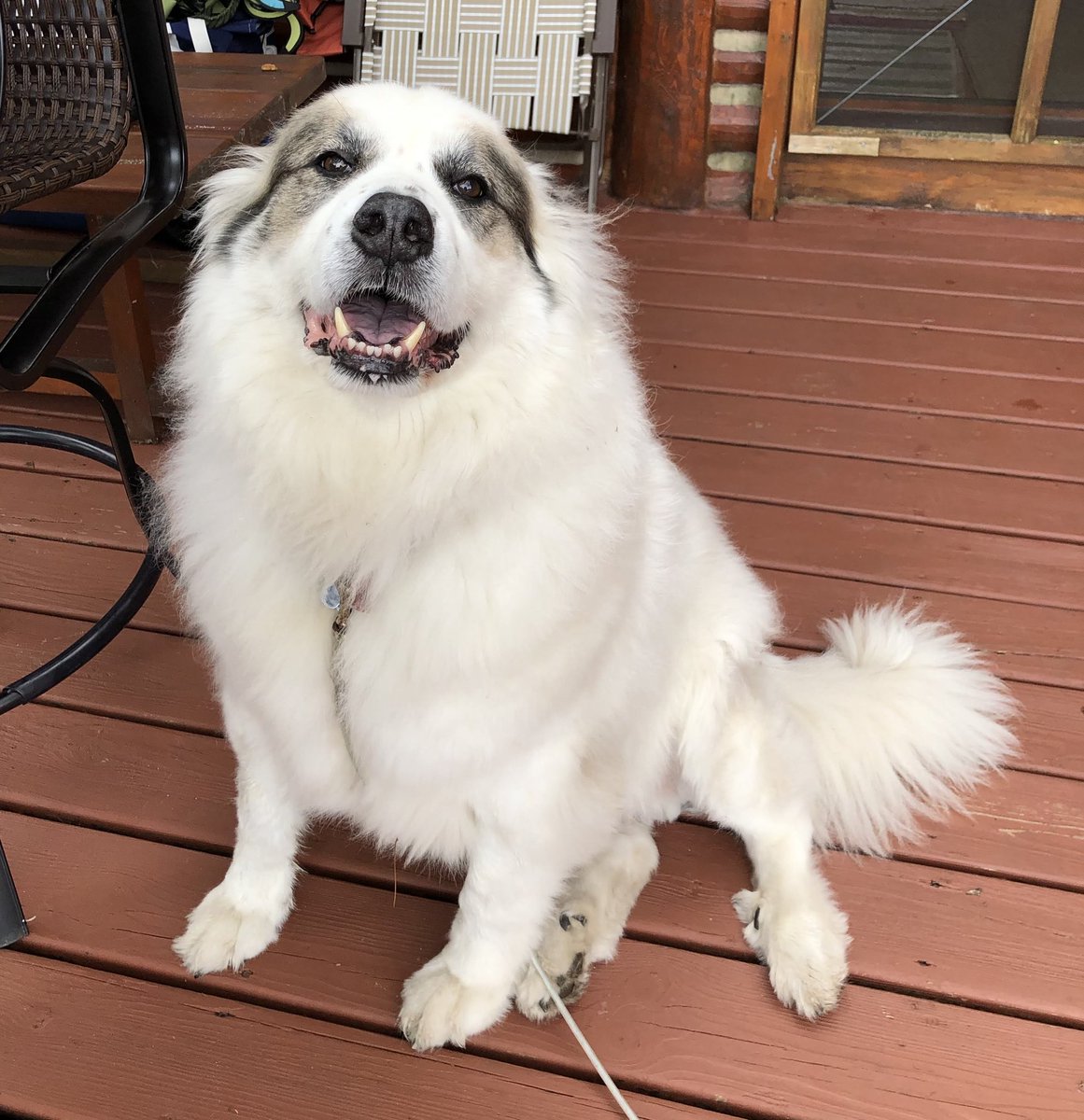 CityRoast's tweet photo. @greta Another "forklift" dog, this is Bandit https://t.co/Ghmw27Dvy8