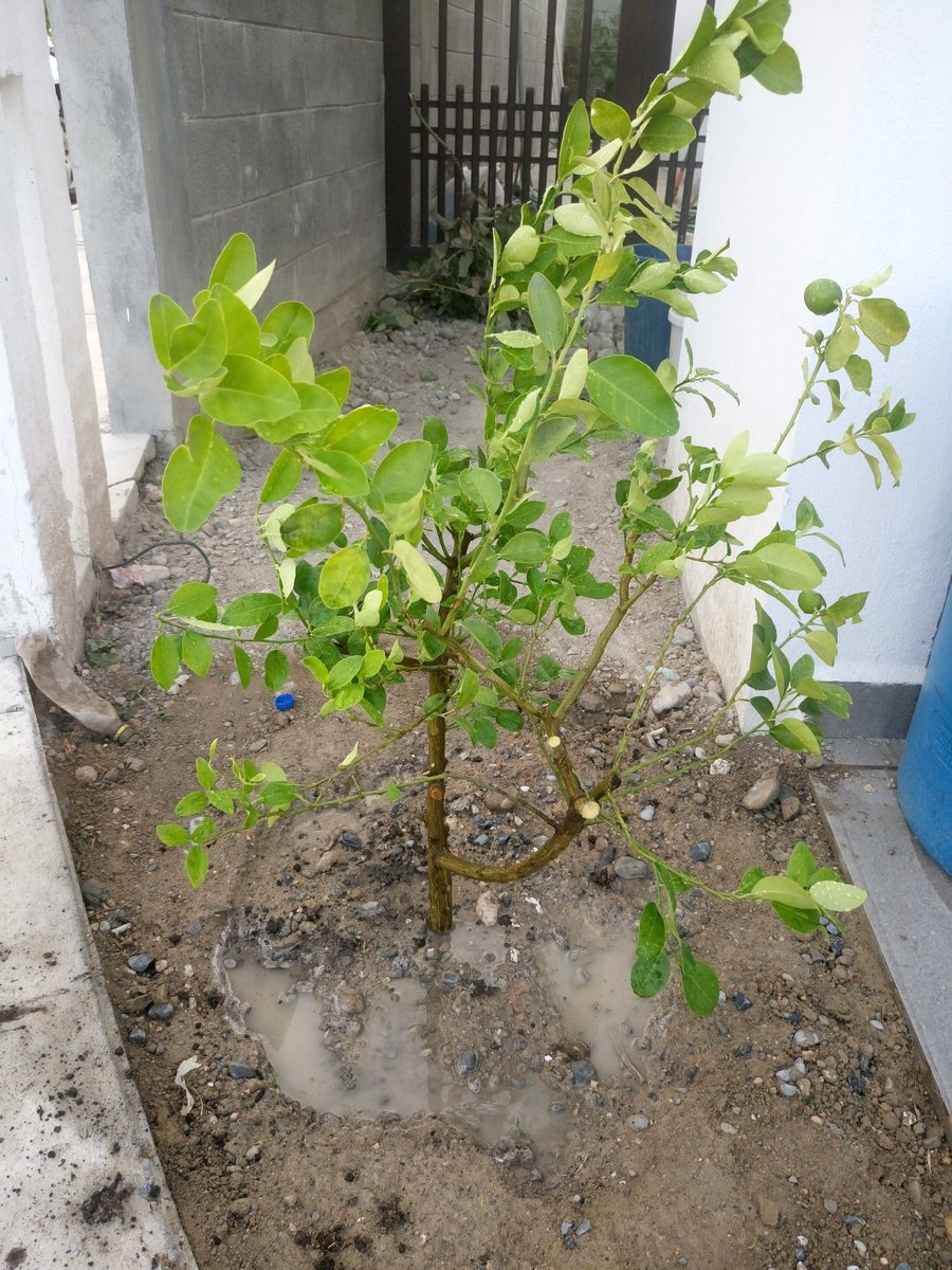 DiegoTitanMx's tweet image. Colocado en su nueva morada #trasplante #limón #acodo