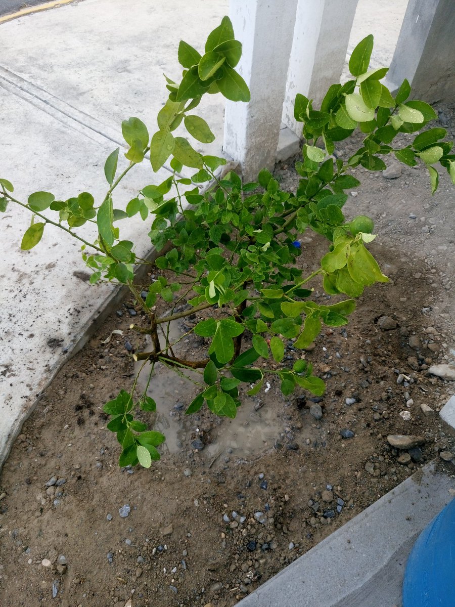 DiegoTitanMx's tweet image. Colocado en su nueva morada #trasplante #limón #acodo