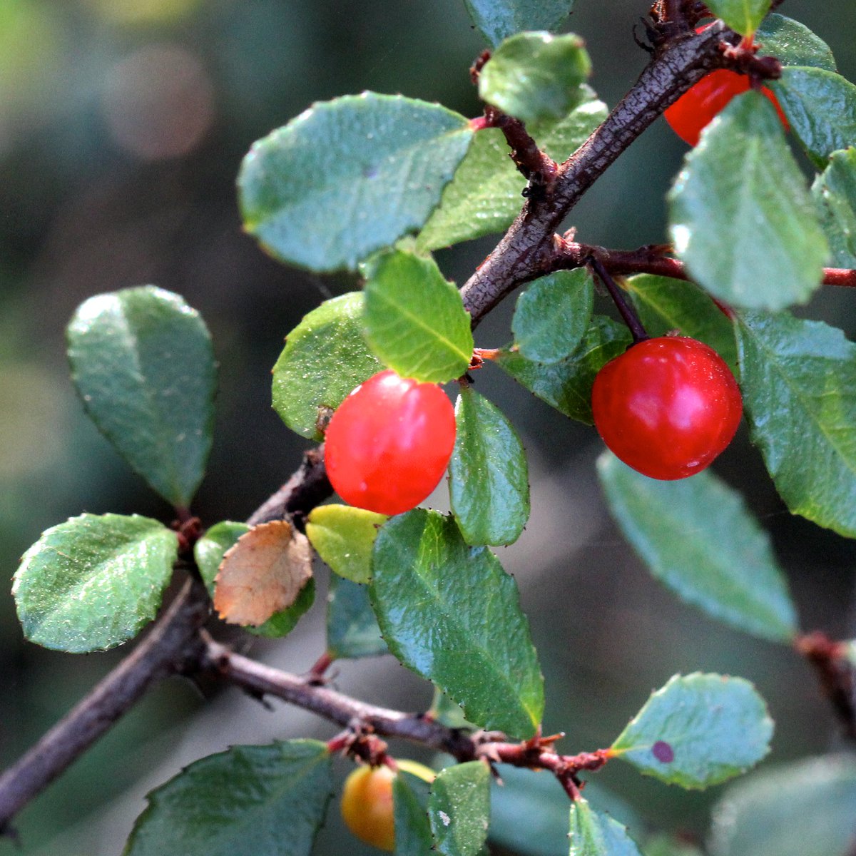 stanfordjrbp's tweet photo. Day 84 of #JRBPVirtualtour: The #spiny #redberry, (#Rhamnus #crocea), is a species of plant in the family #Rhamnaceae. #Evergreen shrub, native to #California, used as food by #NativeAmericans. Small bright red berries in fall. https://t.co/1mA6BWWwTn