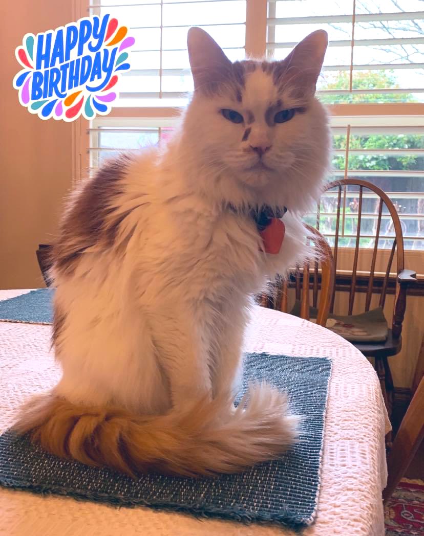 LilOkie76's tweet photo. This floof is 15 years old today! #Happybirthday to the best kitty ever! My ride or die! My snuggle fluff! My alarm clock! My own grumpy cat! My BFF! I could go on for days about what this guy means to me. 

May we have many more years together! ❤️🐱 #MelvinKitty #CatsOfTwitter https://t.co/OdjJCtoosK