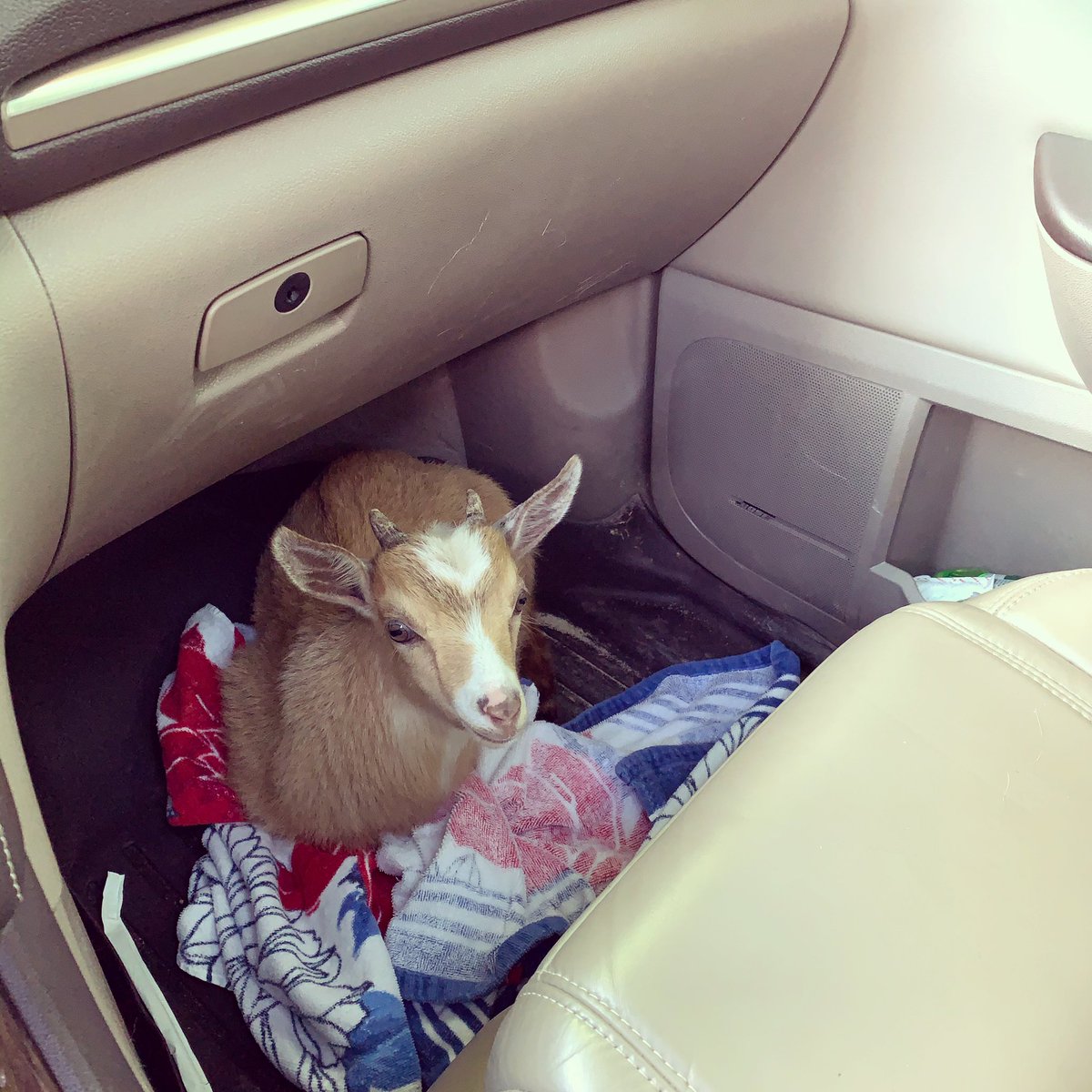 Shellie Bowling tweet media